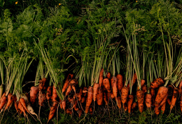 Nicholas Cullen, Taproot, photograph, 19" x 13"